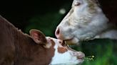 Sanctuary’s Video Showing How Cows Make Best Friends Is So Touching