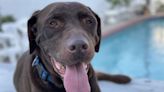 Column: Goodbye to Canelo, my family's chocolate Labrador. He was love