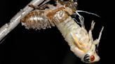 10 must-know facts about cicadas heading into the spring invasion