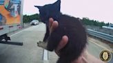 Kitten rescue: Video shows Florida police officer saving a tiny kitten as cars rush by