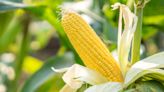 For the Best Corn Harvest, Avoid Planting These Vegetables Nearby