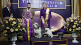 Westminster Dog Show schedule 2024: Dates, times, TV channels, live stream & list of past winners | Sporting News Canada