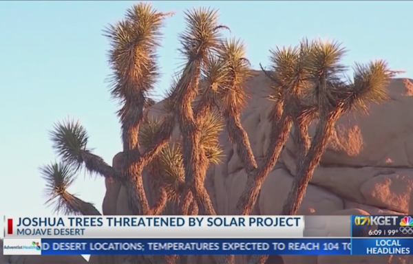 Joshua Trees threatened by solar project in Mojave
