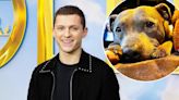 Tom Holland Mourns Death of Beloved Family Dog Tessa: ‘Missing My Lady’