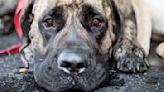 People are convinced this Mastiff has found an adorable way to tell his owners he loves them