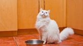 Rescue Persian Cats Lining Up For 'Coffee Cup Water' Couldn't Be More On-Brand