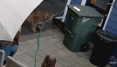 Close encounters of the cougar kind: Monroe family has near run-in with cougar in backyard