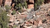 Bighorn sheep in Zion – how many can you spot in this photo?