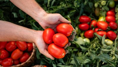 Voici pourquoi il n'y aura plus du tout de tomates en France en 2050