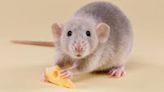 Regeneran vías neuronales en ratones usando células de rata