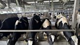 台紐協定將上路衝擊酪農業 乳牛場：廠商開始減少交乳量