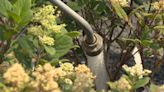 Calgary garden centres suffer in heat and prolonged water restrictions - Calgary | Globalnews.ca