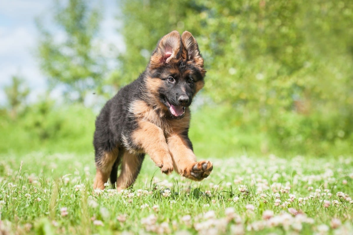 Mom's Hilarious Photo Shoot with German Shepherd Puppies Proves They're the Ultimate 'Land Sharks'