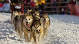 Death of 3 Sled Dogs in 2024 Iditarod Has People Outraged