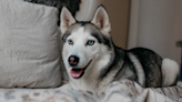 Siberian Husky Has Thoughts for the ‘Complaint Department’ and It’s Just Too Cute