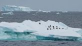 Telenor inaugura en la Antártida la estación de telefonía móvil más austral del mundo