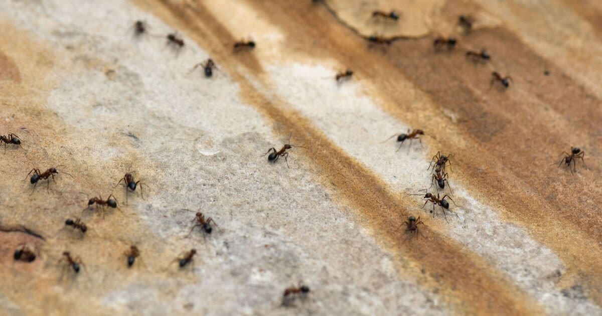 Deter ants fast for good with 1 effective kitchen staple they hate the smell of