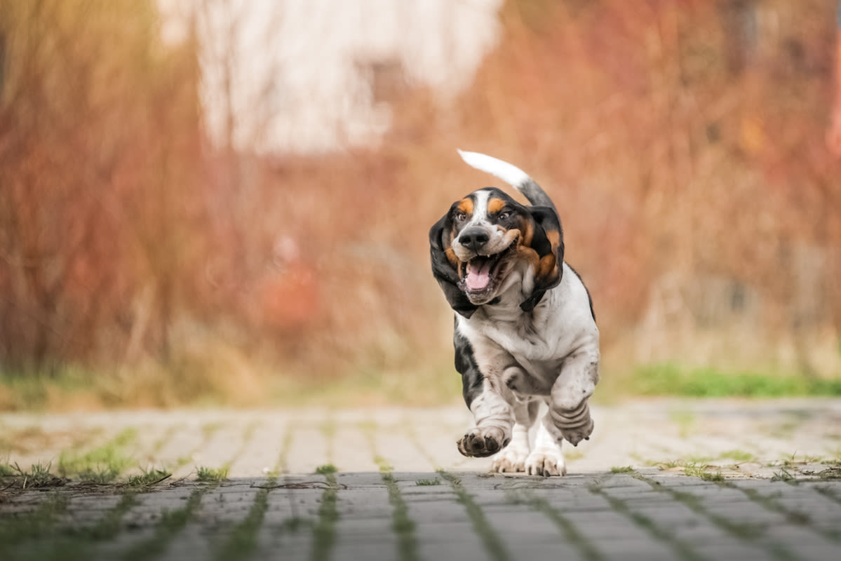 Basset Hound's 'Short Stubby Legs' Steal the Show As She Navigates Agility Course