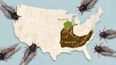 Cicada Brood XIX may be extinct in Louisiana