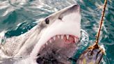 Shark Week 2024 hosted by John Cena: How to watch and what to know