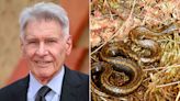 Harrison Ford Inspires Name for Newly Discovered Snake Species