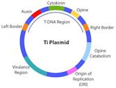 Ti plasmid