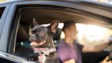 Is it legal to leave your dog in the car in Illinois or Missouri? What state laws say