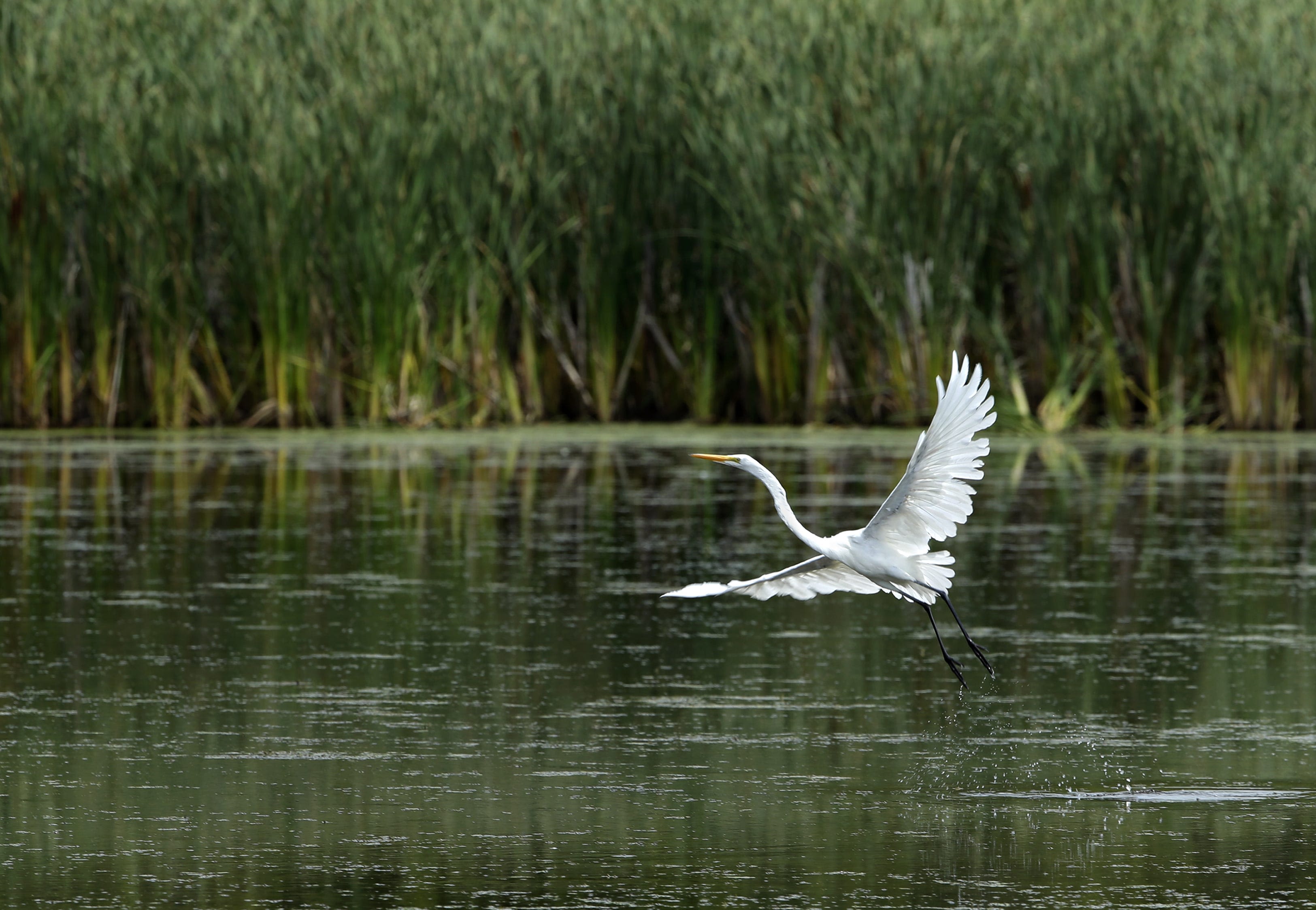 What birds can I see in Ohio? Hundreds of species are on display during spring migration.