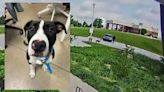 Dog abandoned, tied to light pole at York County SPCA