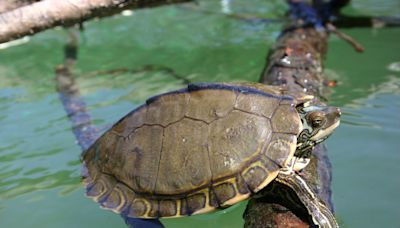 Pearl River Map Turtles could delay One Lake project. What exactly are these turtles?