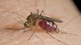 First human West Nile virus case of 2022 reported in Shasta County