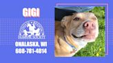 Pet of the Week – Coulee Region Humane Society: Gigi