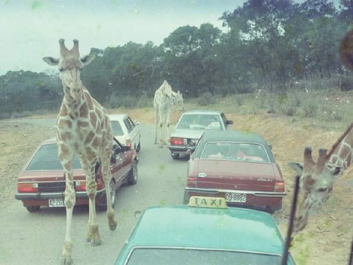 超懷念！六福村「自駕遊園」看野生動物 網掀回憶殺：狒狒狂拆車