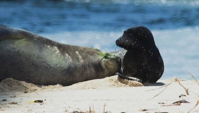 Hawaiian monk seal Kaiwi gives birth at Kaimana Beach again