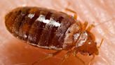 Can bed bugs survive a cold Kentucky winter? Here’s what one expert says about activity