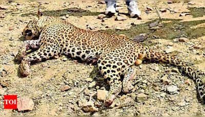 Machia Safari Park closed for visitors due to leopard's presence | Jodhpur News - Times of India