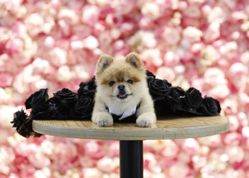 Look: Dogs don Met Gala-inspired looks at Pet Gala fashion show