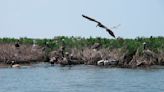 Ruling could mean trials against Big Oil over state wetlands