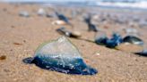 'Blue blob' creatures once again washing up on California's shore