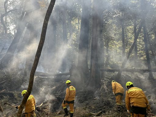 森林護管員和漫畫家艸肅真情接觸 「尋山人」還原最真實的職人日常 | 蕃新聞