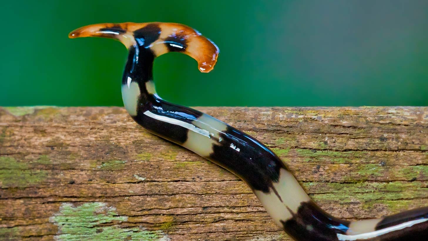 Poisonous hammerhead worms rising in Texas. When chopped in two, they double