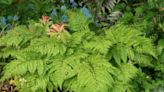 Great Plant Pick: Upside down fern | HeraldNet.com