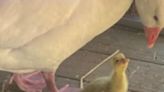 Connecticut’s Beardsley Zoo welcomed the historic birth of endangered geese