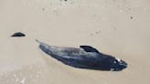 俄烏戰爭》無辜波及！遭聲納、水雷影響 黑海海岸驚見大量海豚曝屍