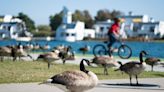 Foster City awaits federal permits to cull geese