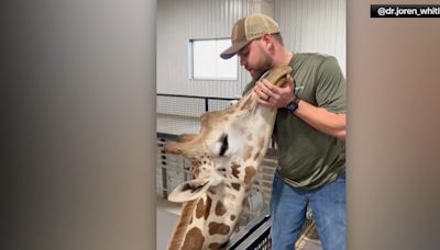 Chiropractor adjusts giraffe’s neck: ‘He absolutely loved it’