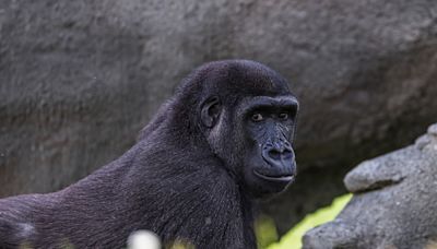 Zoo Atlanta Shares the Sports Their Animals Would Compete in at the Olympics