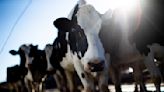 Bird Flu Virus Detected in Pasteurized Milk, as U.S. Moves to Test More Dairy Cows