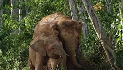 Bornean elephant assessed as endangered in new threatened species list