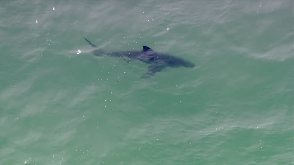 Del Mar closes beaches for swimming and surfing after shark attack